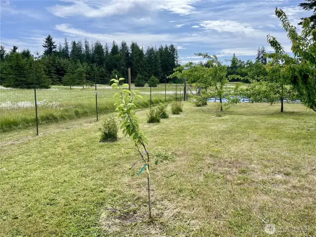 Garden 2