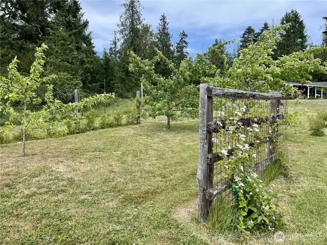 Garden 3