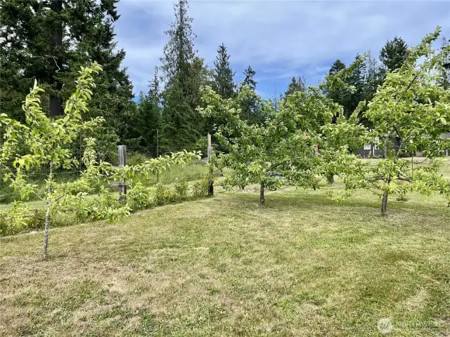 Garden 5