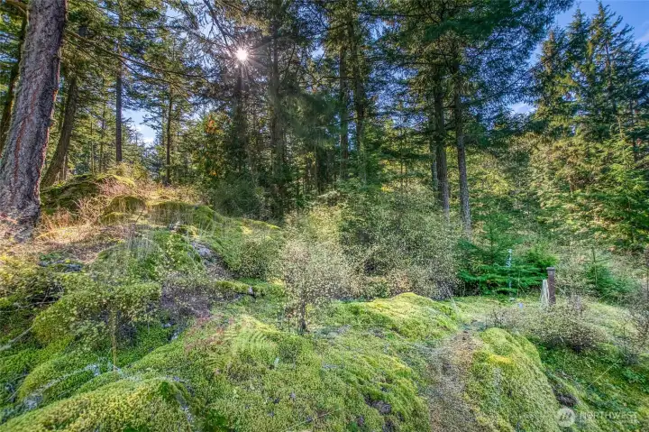 Sunlight filters through the evergreens, illuminating the mossy area where the current owners have designed a home that thoughtfully wraps around the natural landscape — plans available.