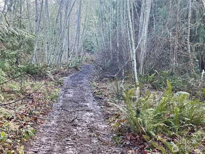 Lower part of lot has a trail going through it