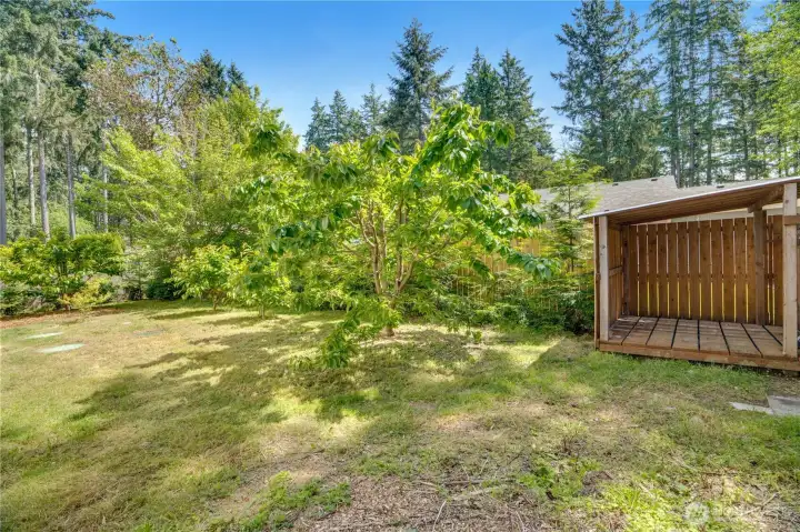 More cherries grow in the lawn along the fenced side yard with its covered storage shed. More cherries grow in the lawn along the fenced side yard with its covered storage shed.