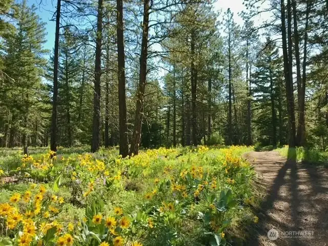 Walking trails