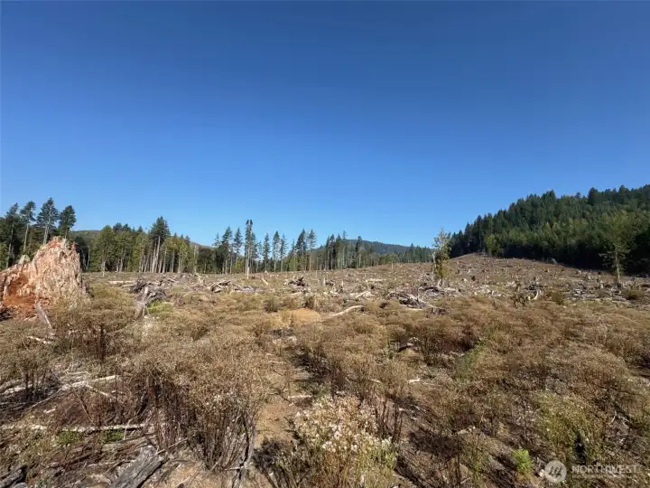 Reforested with Douglas Fir seedlings