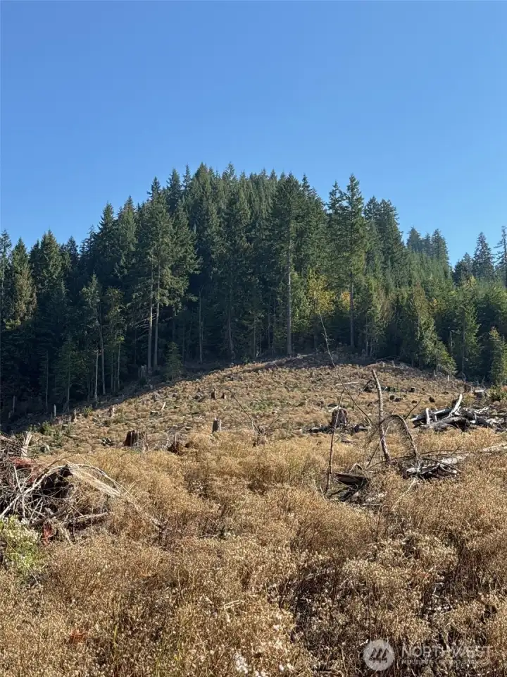Timbered areas. Logged areas were reforested with Douglas Fir seedlings