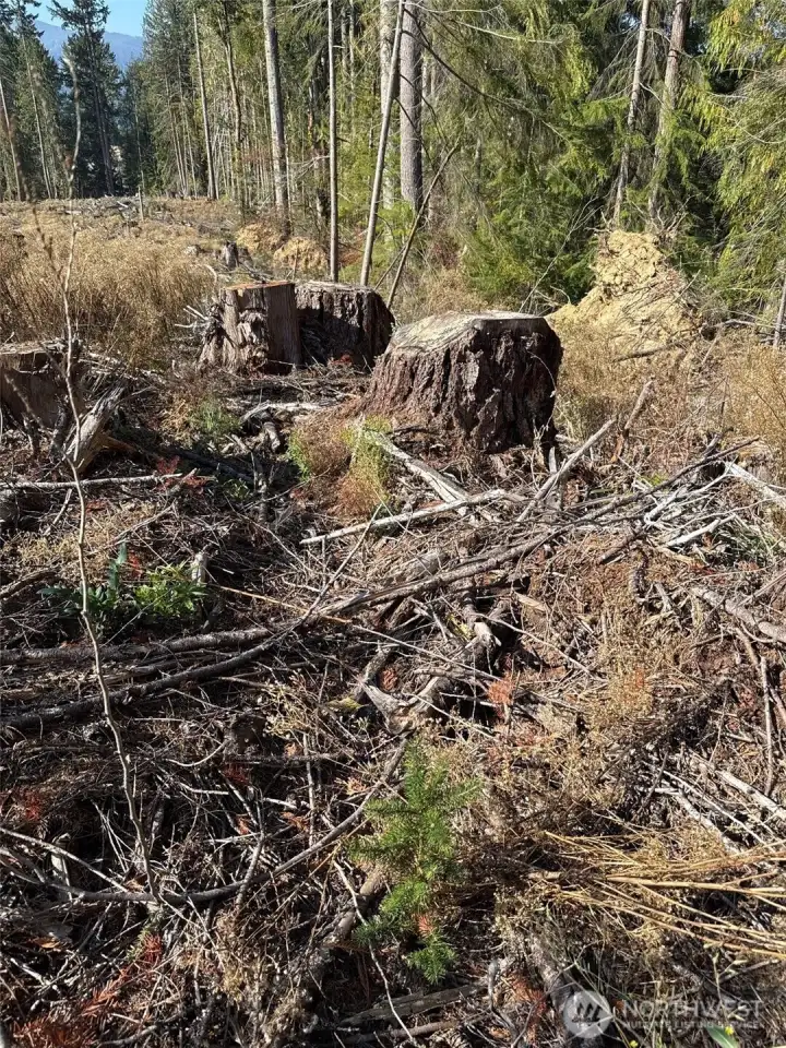 Reforested with Douglas Fir seedlings