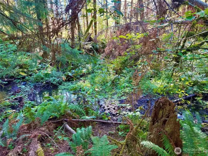 Mineral Creek runs thru this property, South side.