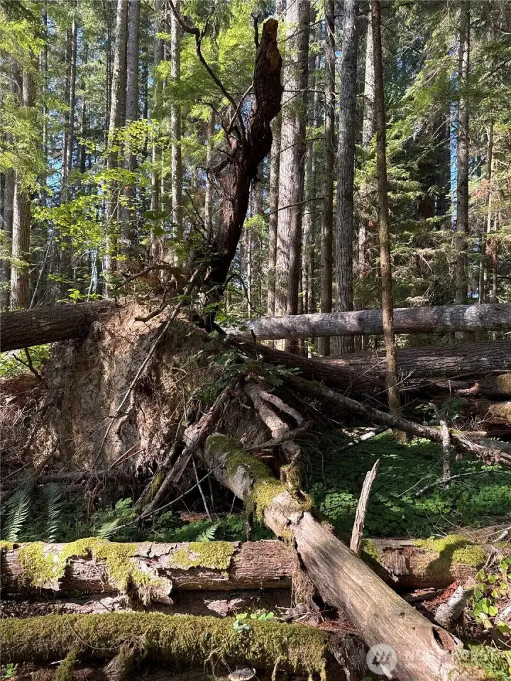 Timber area by Round Top Creek, a subsidiary of Mineral Creek