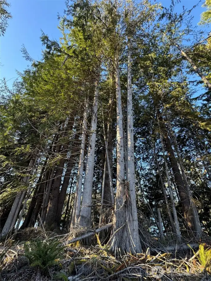 Nice timber remaining