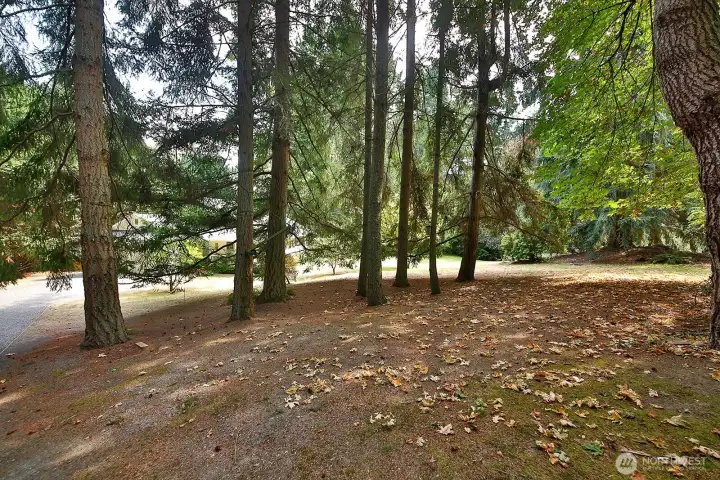 Your back is to the Shop and you can see the house through the trees.