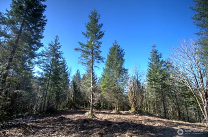 Potential Building Site