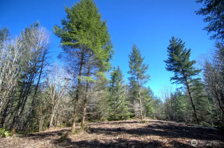 Potential Building Site