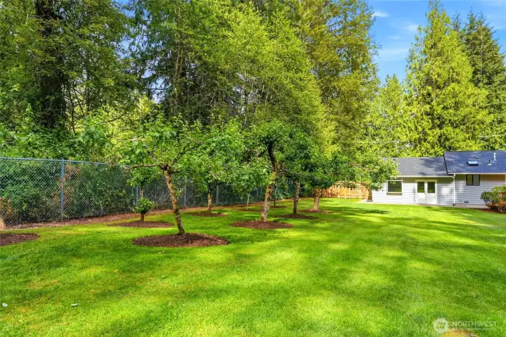 Established fruit trees enhance the fully usable backyard, creating a peaceful setting with room to enjoy the outdoors.