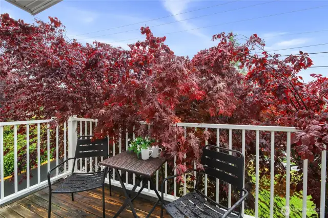 Mature Japanese maple add beauty and privacy to the deck.