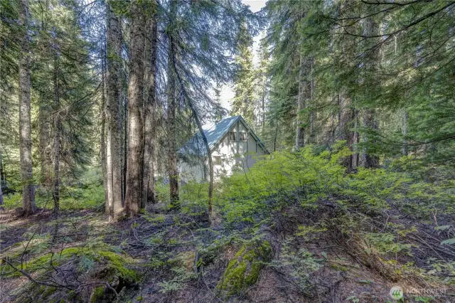 view from property behind cabin
