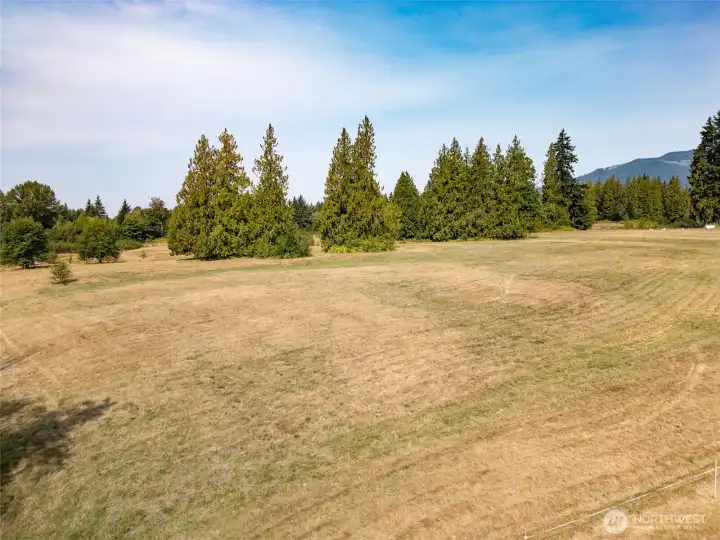 Beautiful Evergreens scattered on property  offering shade for animals and visual appeal.