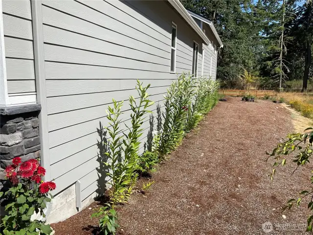 These are ready to start blooming - beautiful!
