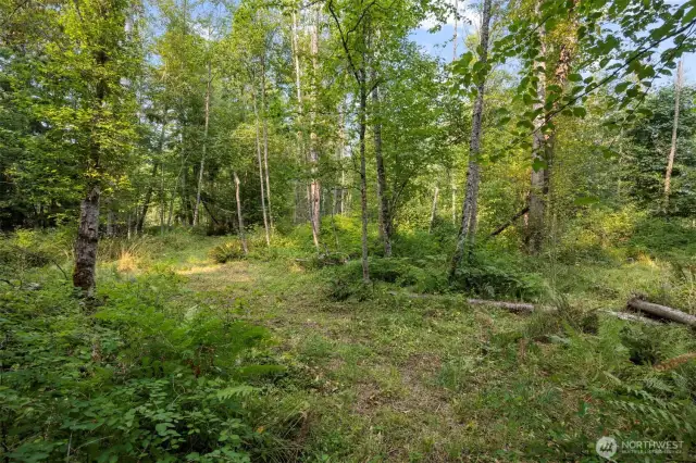 The woods have trails to explore and mushroom foraging.