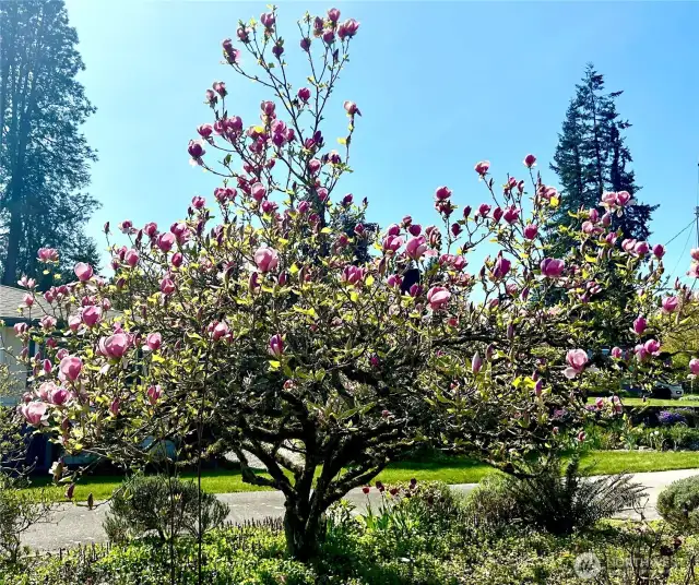 Magnolia Tree in Bloom.