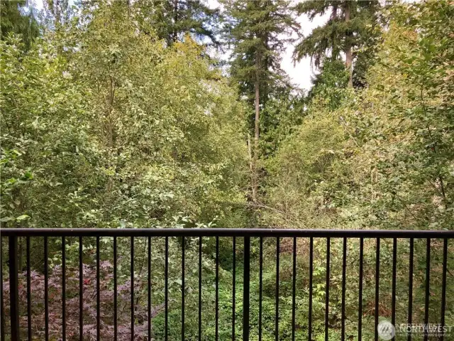 This photo was taken in the summer with the trees full of foliage. Plenty of evergreens as well.