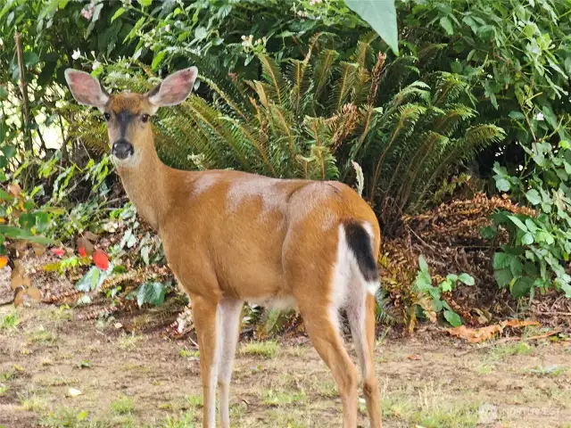 Deer browse around like pets