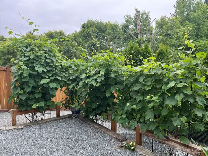 Enjoy berry bushes and trees.