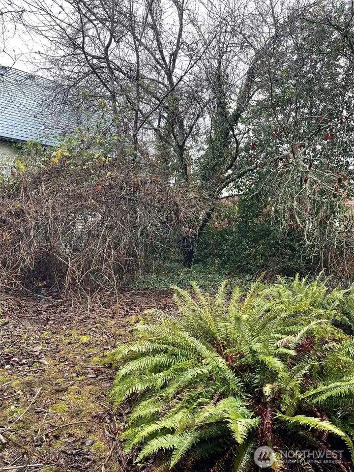 The property sits on a 4,650 square foot lot, with a large backyard.