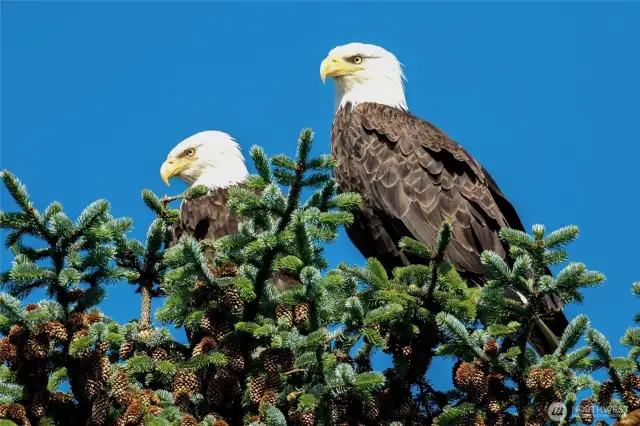 There is an eagle tree on the lot next door