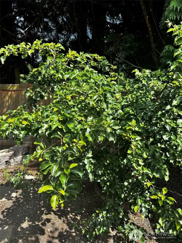 fruit tree in back yard