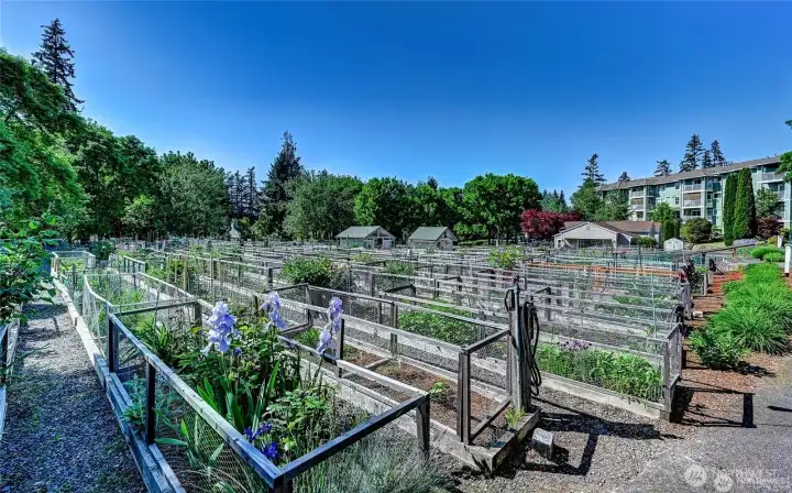 Community pea patch