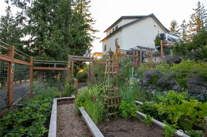 Fenced deer-proof vegetable and berry garden.