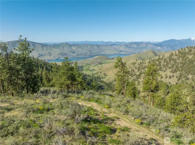Everywhere you look there are trees lots of Balsamroot.  The deer like it up here too.