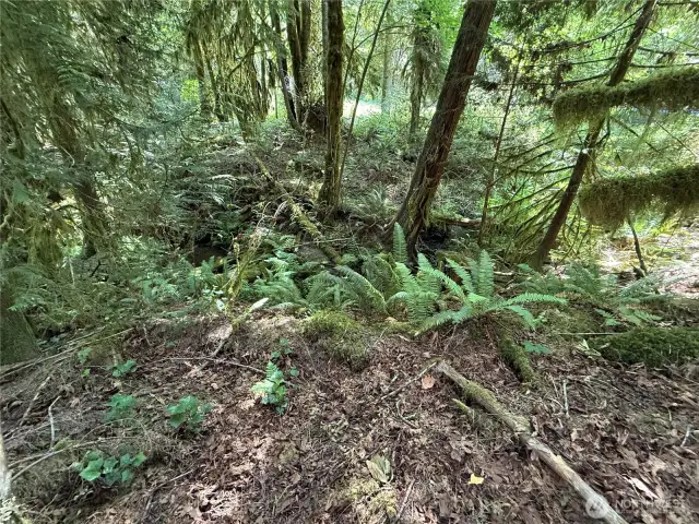 Stream