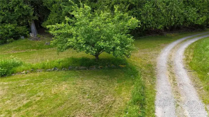 Left side front yard, total privacy. Many fruit trees on property Left side front yard, total privacy. Many fruit trees on property