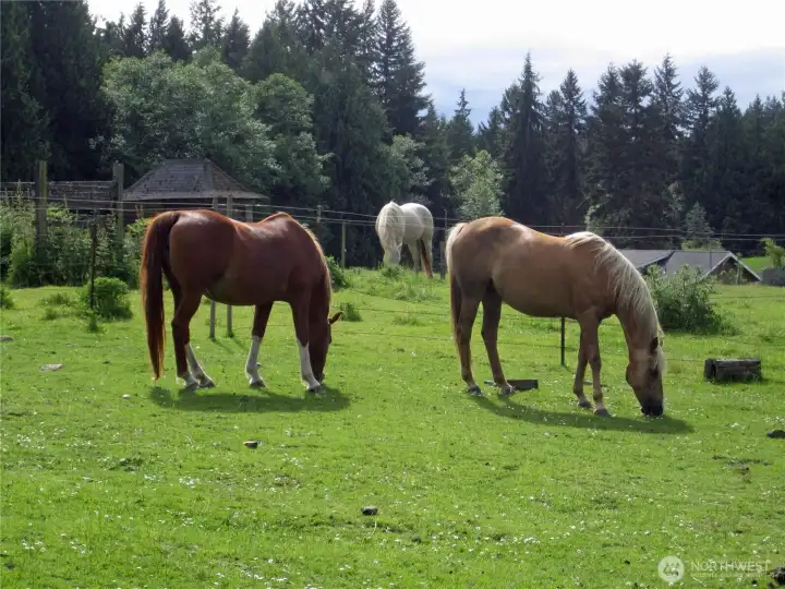 Horse pasture. The last horses left in 2024.