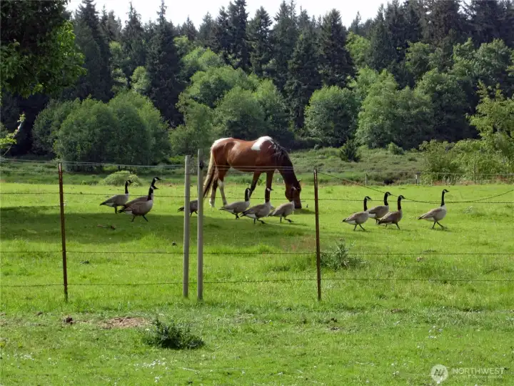 Canadian geese in the springtime