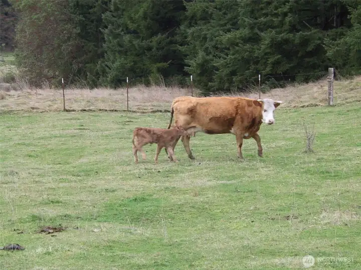 This is a happy memory of the Seller's no cattle currently on the property.