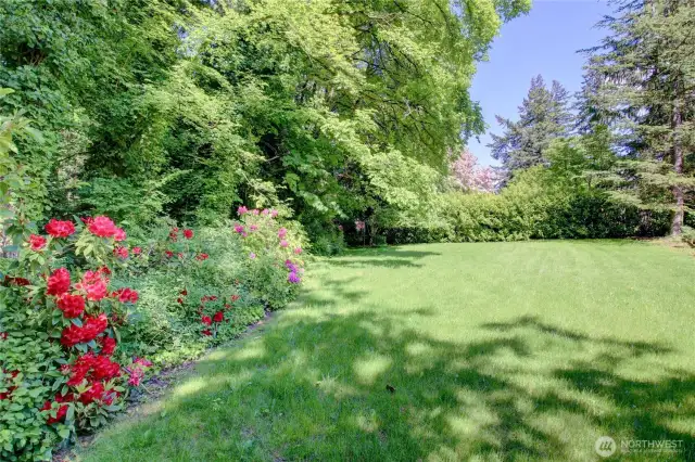 Beautiful green yard and colorful Rhodies in bloom!
