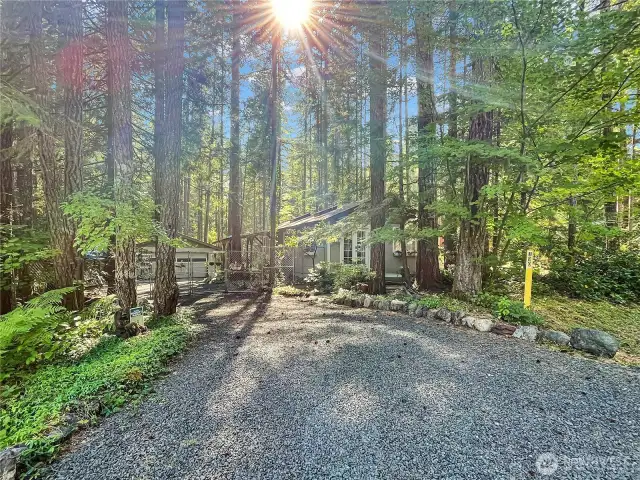 Come relax somewhere cool, green, and shady beneath the Cedar trees.