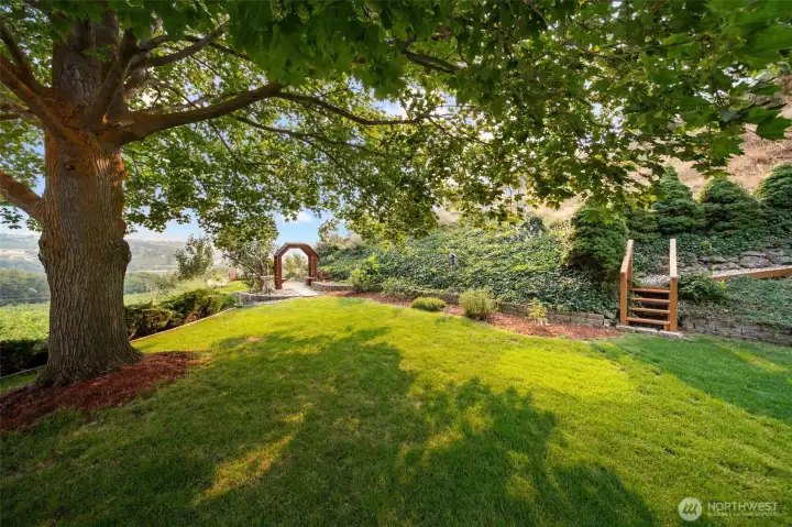 Back Yard, Maple Tree