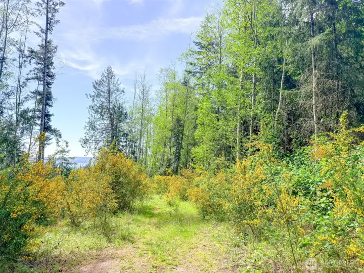 West property line with Olympic Mtns in the distance. West property line with Olympic Mtns in the distance.