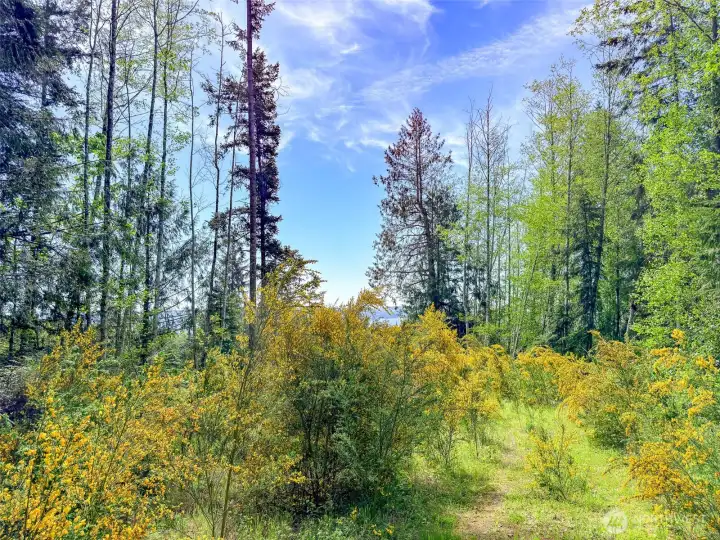 With some clearing, you'll have many nice parcels or just keep the site for a long term investment. With some clearing, you'll have many nice parcels or just keep the site for a long term investment.