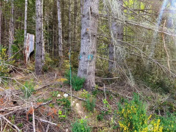 All 4 corners of the property are all marked. All 4 corners of the property are all marked.