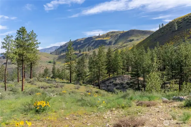 Territorial views include lush, green hills and scattered pines.