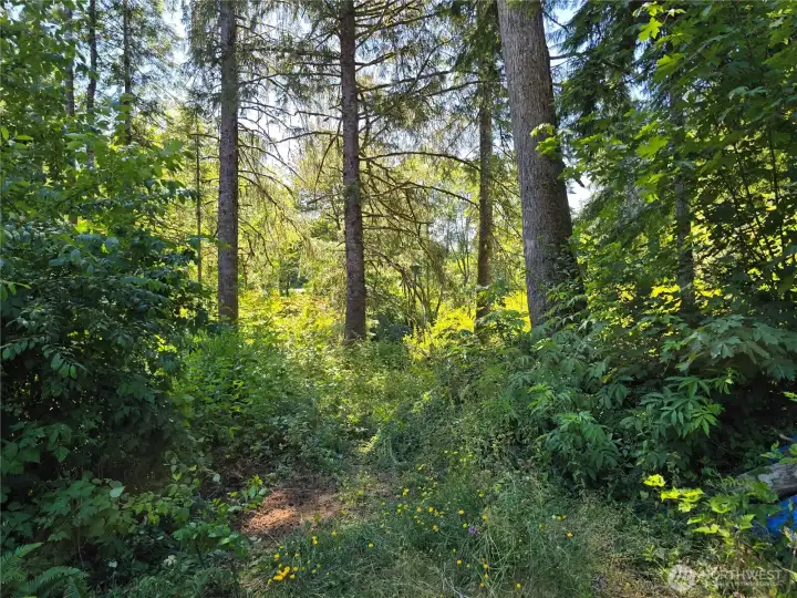 Back of property/ trail to creek