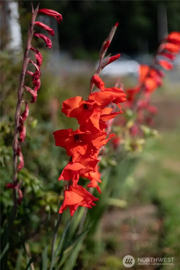 lots of flowers