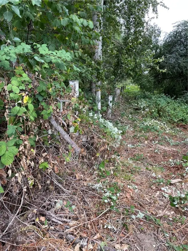 White fence posts part of western property line.