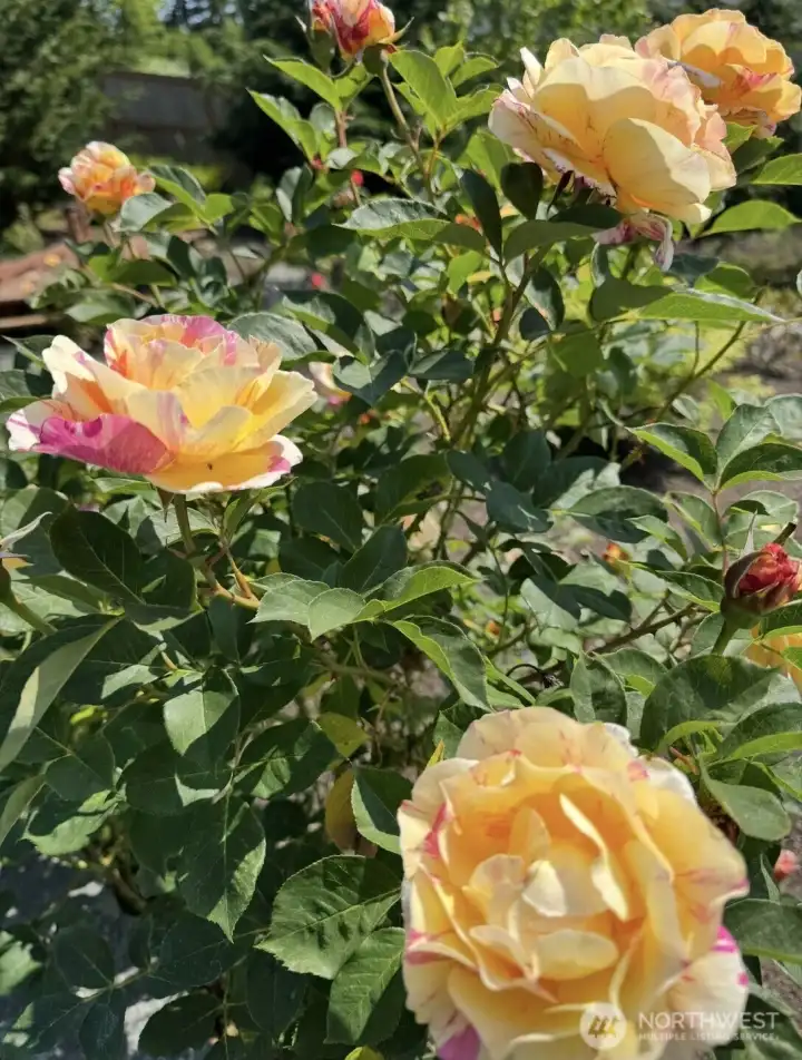 You'll be amazed at the beauty of the roses, hollyhocks, ferns and apple trees You'll be amazed at the beauty of the roses, hollyhocks, ferns and apple trees