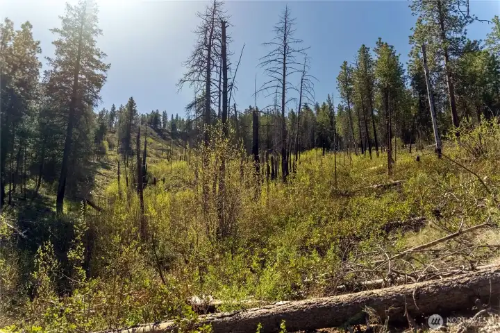 Paritally sloped and scattered with pines and other native vegetation.