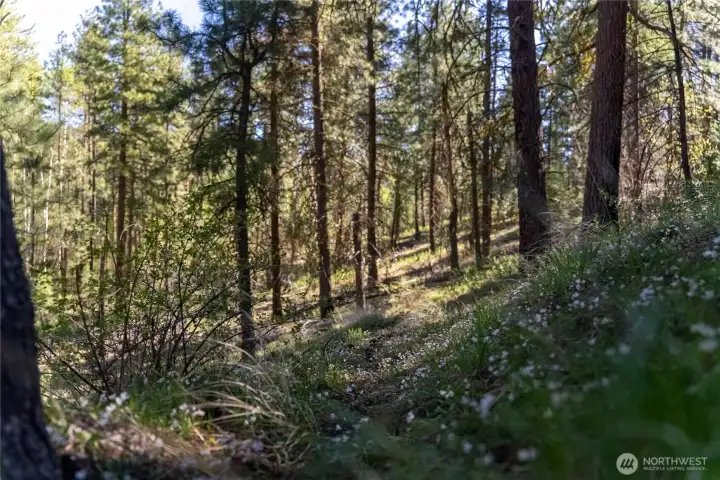The hills are scattered with wildflowers, healthy pines and dappled sunlight!